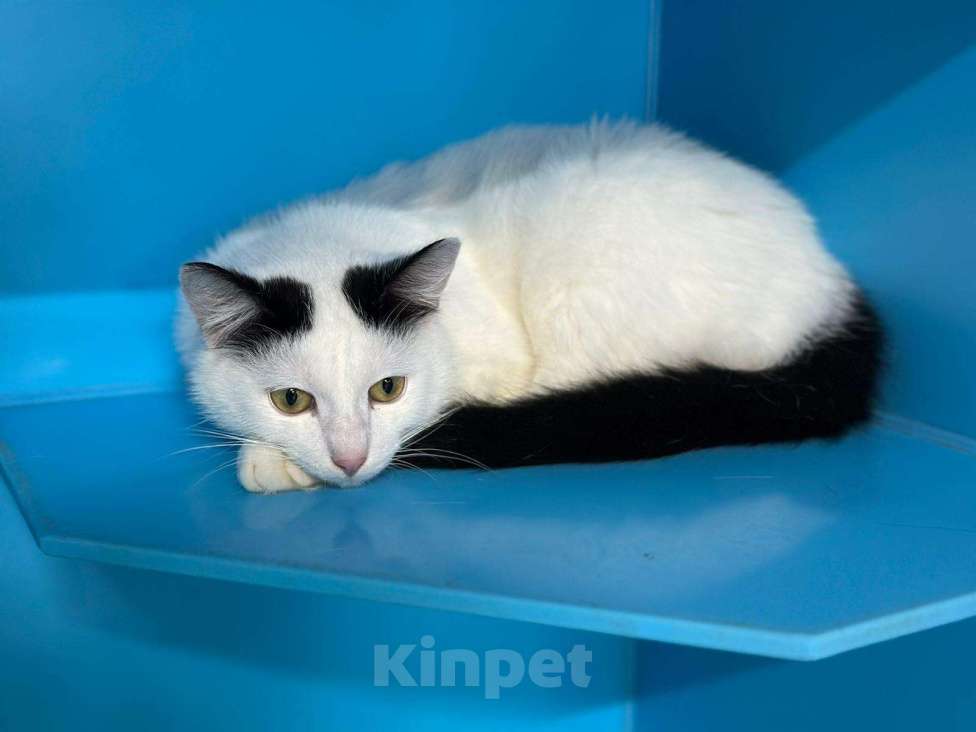 Кошки в Москве: Где же затерялись его люди?  Мальчик, Бесплатно - фото 2