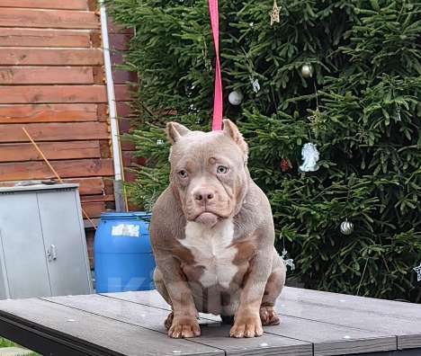 Собаки в Москве: Девочка мини покет. Амбулли. Девочка, 80 000 руб. - фото 2