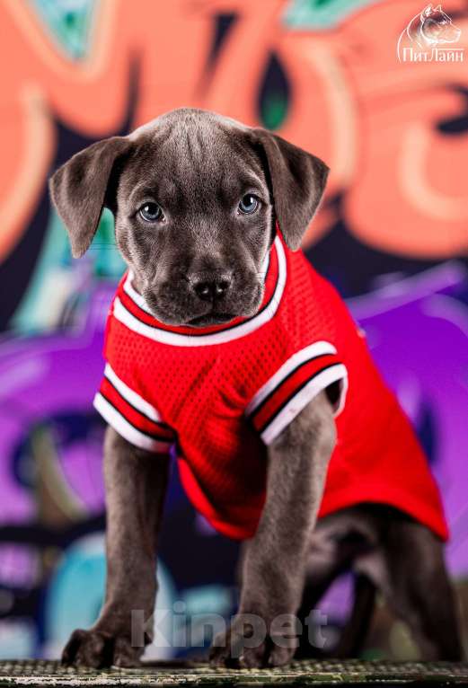 Собаки в Ульяновске: Американский питбультерьер, щенок Девочка, Бесплатно - фото 3