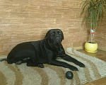 Собаки в Елабуге: Кане Корсо. Кобель.Вязка. Мальчик, 1 руб. - фото 3