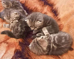 Кошки в Ачинске: Шотландские вислоухие котята, 3 000 руб. - фото 2