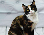 Кошки в Усинске: Кошка, Бесплатно - фото 2