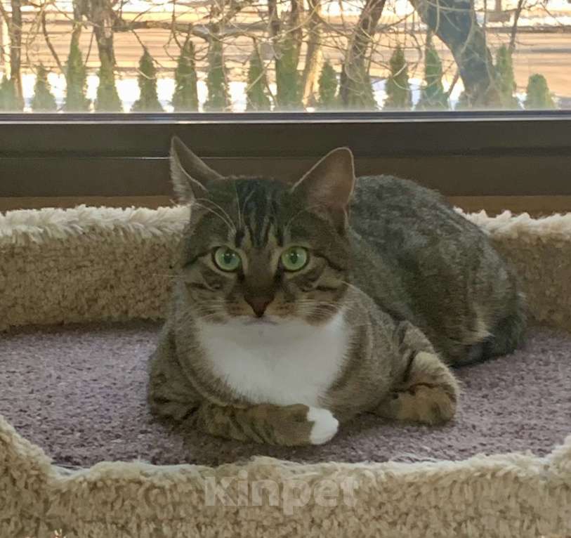 Кошки в Москве: Кот Фольксваген, заводится с пол-оборота  Мальчик, Бесплатно - фото 4