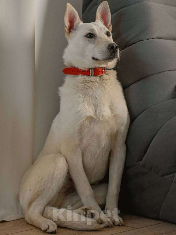 Собаки в Москве: Снежинка щенок Девочка, Бесплатно - фото 6