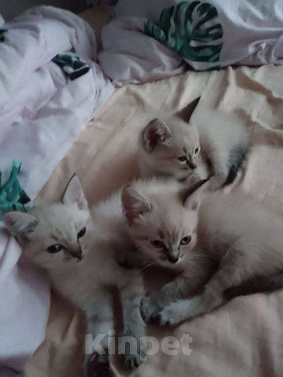 Кошки в Тюмени: Котёнок девочка Девочка, Бесплатно - фото 2