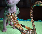 Кошки в Москве: Канадский сфинкс котёнок  Мальчик, 50 000 руб. - фото 3