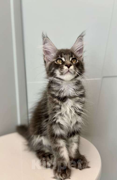 Кошки в Москве: Котик мейн-кун из питомника Status Joy Мальчик, Бесплатно - фото 4