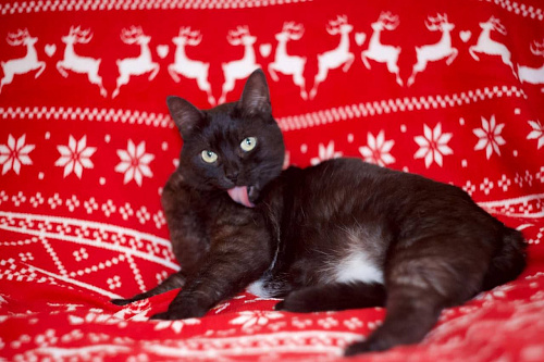Кот Бастик ищет дом