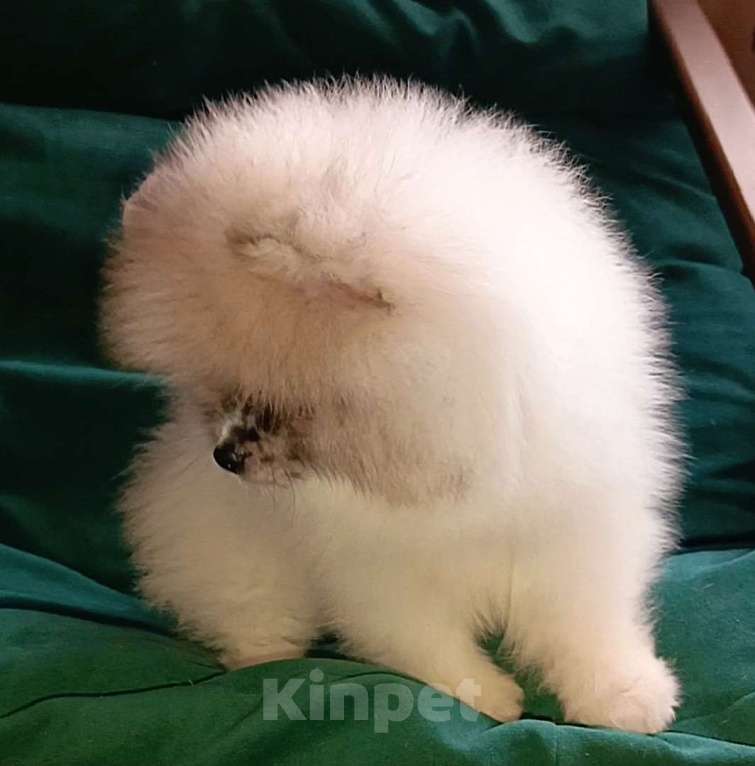 Собаки в Москве: Померанский шпиц мини мальчик Мальчик, 25 000 руб. - фото 8