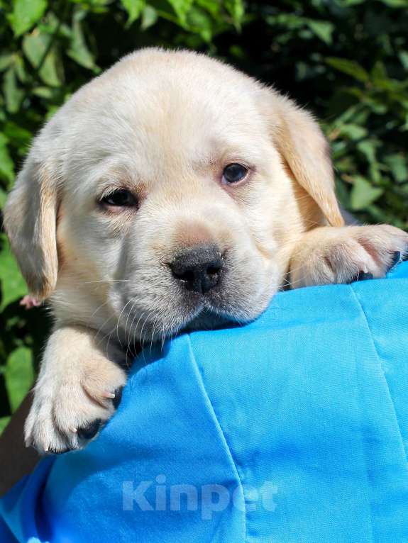 Собаки в других городах Липецкой области: Шикарный щенок лабрадора, девочка Девочка, 100 000 руб. - фото 3