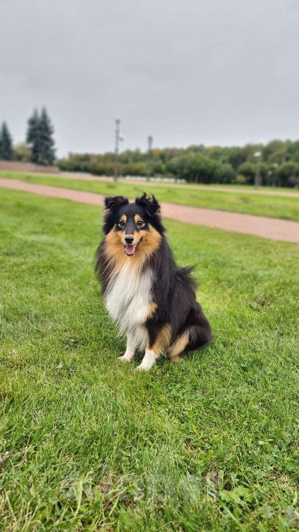 Собаки в Санкт-Петербурге: Вязка шелти Мальчик, 10 000 руб. - фото 3