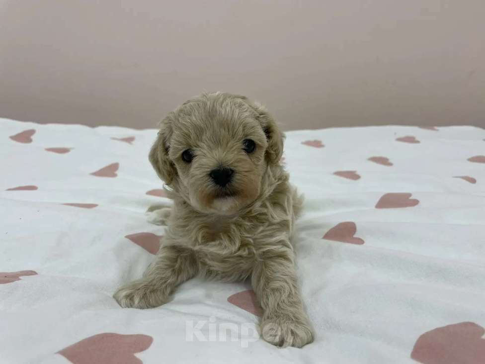 Собаки в Краснодаре: Продаю мальтипу  f1, дата рождения 28.12.2025. Мама мальтийская болонка, папа той пудель Китай Девочка, 80 000 руб. - фото 7