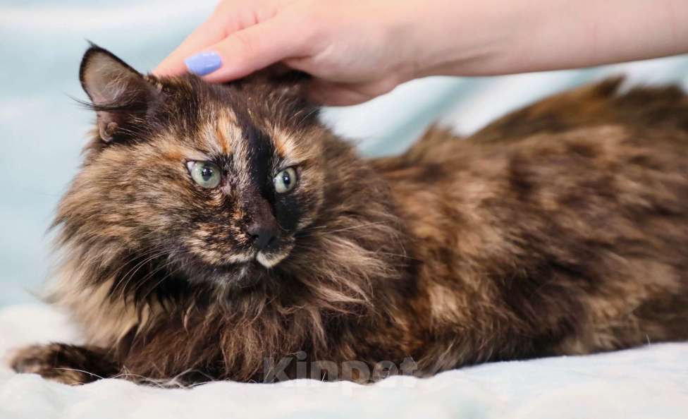 Кошки в Москве: Стеша - роскошная пушистая кошечка в дар Девочка, Бесплатно - фото 3