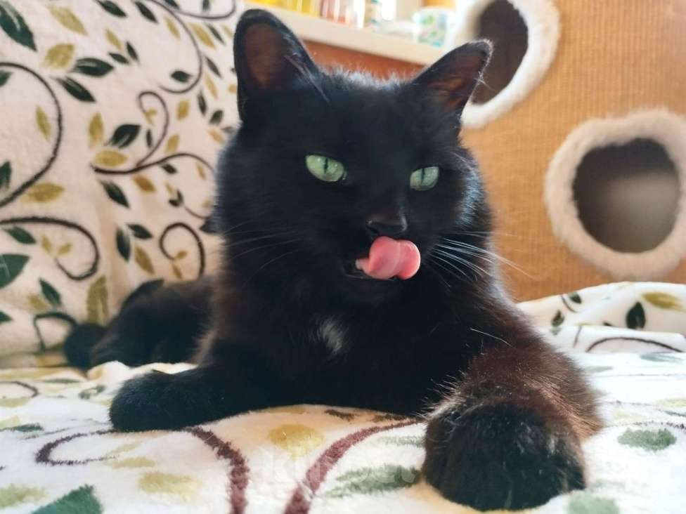 Кошки в Москве: Очень ласковая кошечка Нора в добрые руки  Девочка, Бесплатно - фото 3