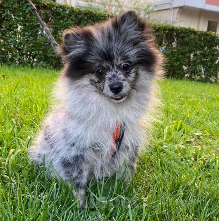 Собаки в Москве: Девочка малого немецкого шпица  Девочка, 40 000 руб. - фото 5