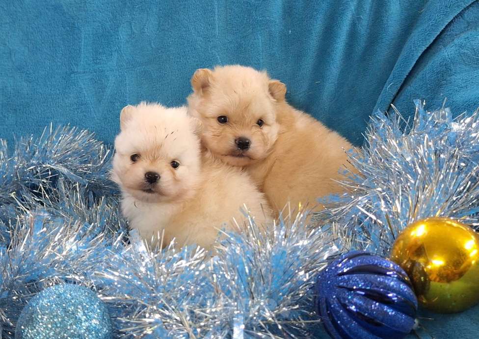 Собаки в Ангарске: Мальчик Мальчик, 30 000 руб. - фото 1