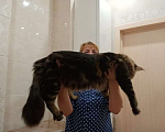 Кошки в Москве: Котята Мейн  кун мальчики  Мальчик, 65 000 руб. - фото 3