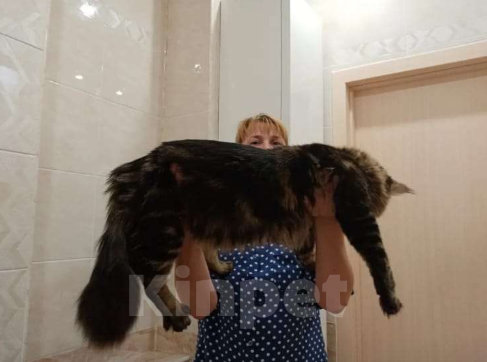 Кошки в Москве: Котята Мейн  кун мальчики  Мальчик, 65 000 руб. - фото 3