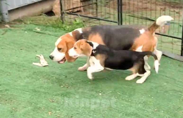 Собаки в Москве: Шикарный мальчик бигля Мальчик, 80 000 руб. - фото 9