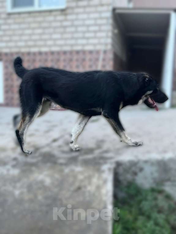 Собаки в Москве: Девочка среднеазиатской овчарки  Девочка, 60 000 руб. - фото 2