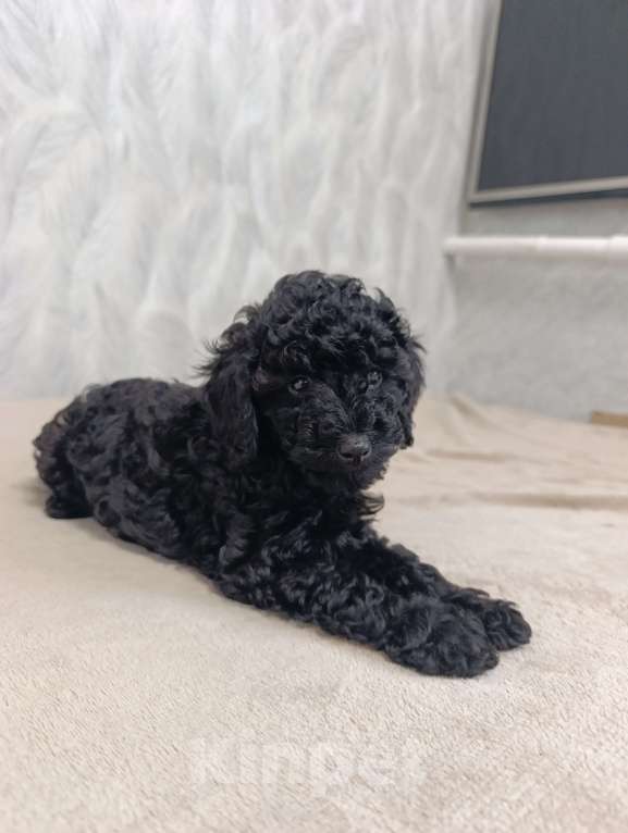 Собаки в Воронеже: Пудель миниатюра-той  Девочка, 30 000 руб. - фото 4