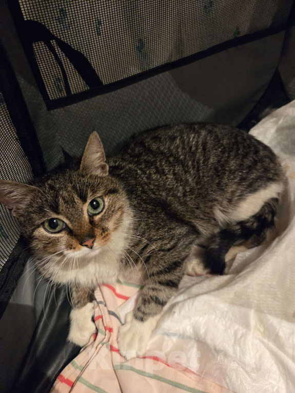 Кошки в Москве: Котёнок ищет семью Девочка, Бесплатно - фото 4