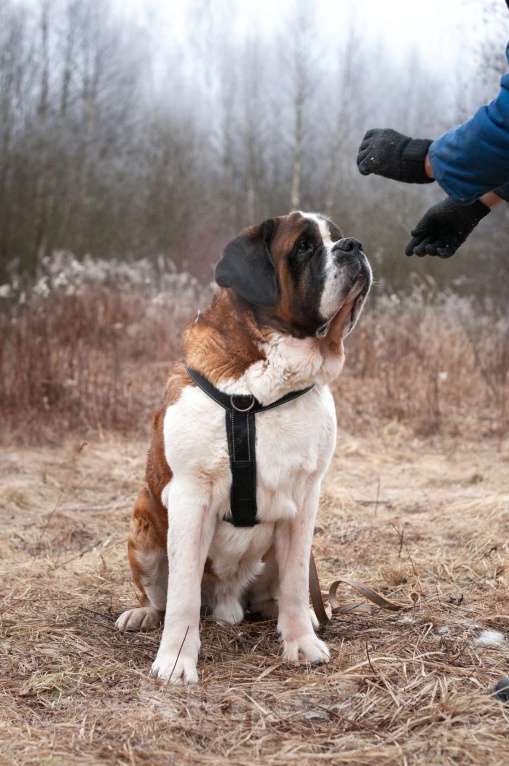 Собаки в Ногинске: Барни Мальчик, Бесплатно - фото 3