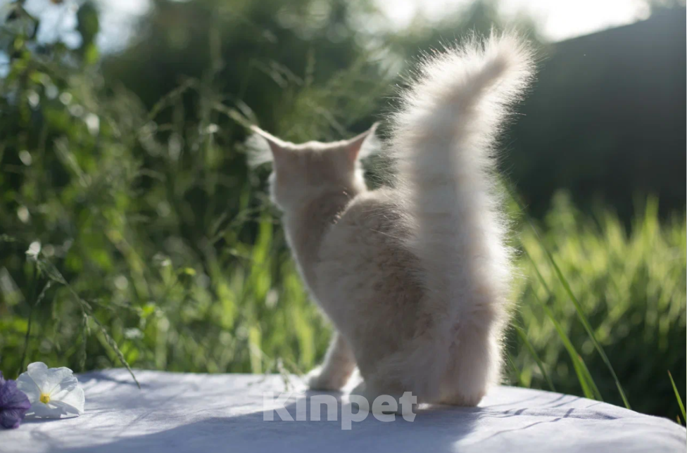 Кошки в Самаре: чистокровные норвежские лесные котята Мальчик, 15 000 руб. - фото 1