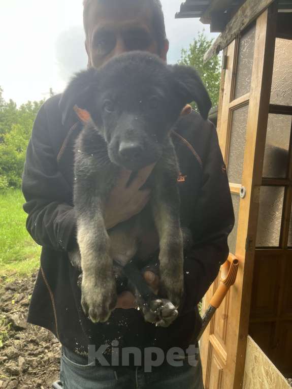 Собаки в других городах Краснодарского края: Продажа щенков ВЕО Мальчик, 20 000 руб. - фото 2