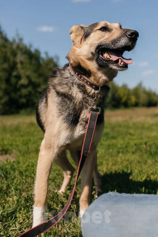 Собаки в Химках: Умный пес Мальчик, Бесплатно - фото 5