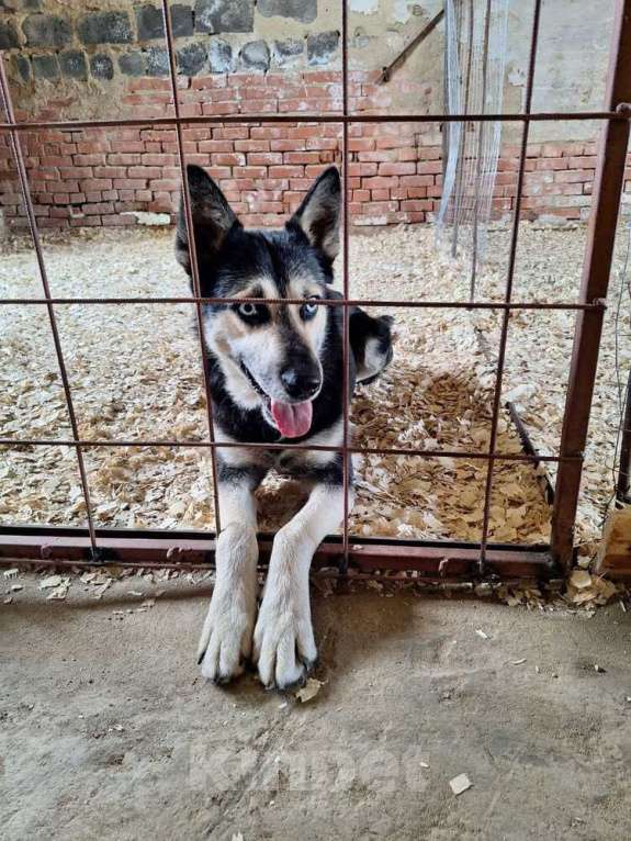 Собаки в Москве: Голубоглазый ласковый пёс Харлей в дар Мальчик, 1 руб. - фото 2