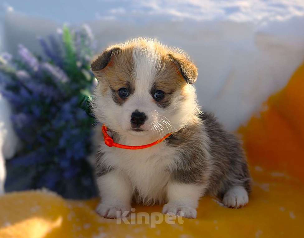 Собаки в других городах Московской области: Щенок сука вельш корги пемброк Девочка, 60 000 руб. - фото 3