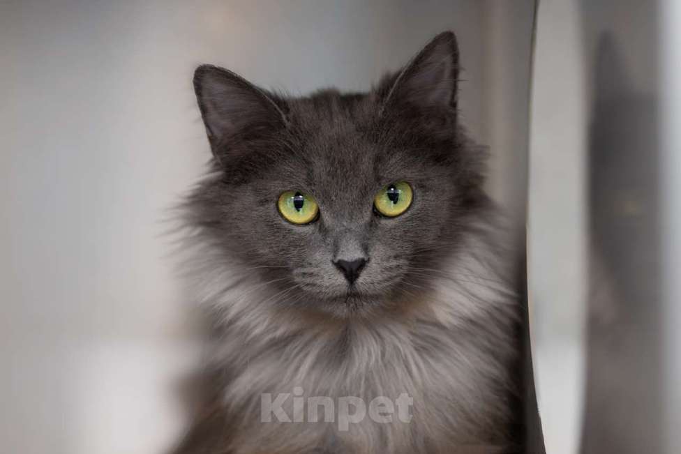 Кошки в Москве: Тинки Девочка, Бесплатно - фото 2