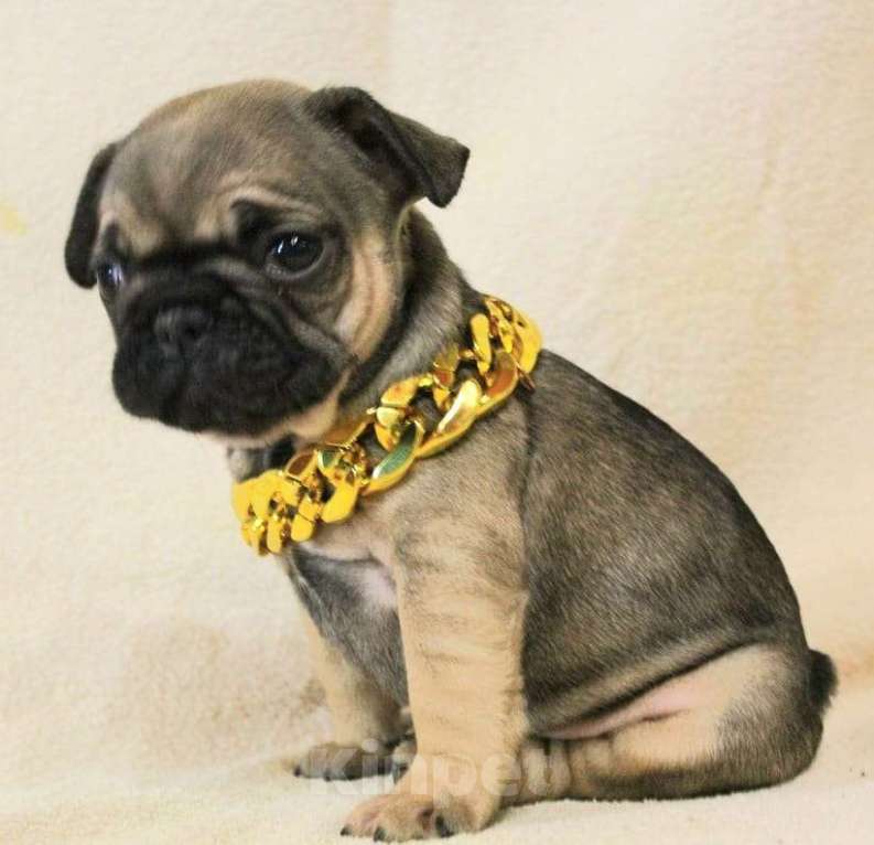 Собаки в Москве: Очаровательная девочка Девочка, 130 000 руб. - фото 5