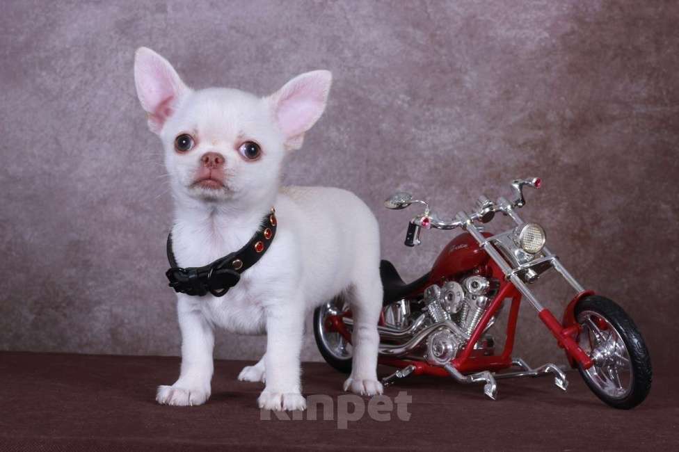 Собаки в Люберцах: Ярик 05.01.25 года рождения Мальчик, 35 000 руб. - фото 2