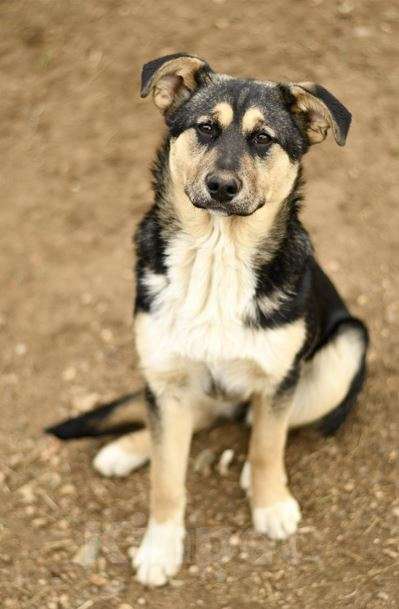 Собаки в Москве: щенок Ника ищет семью Девочка, Бесплатно - фото 2