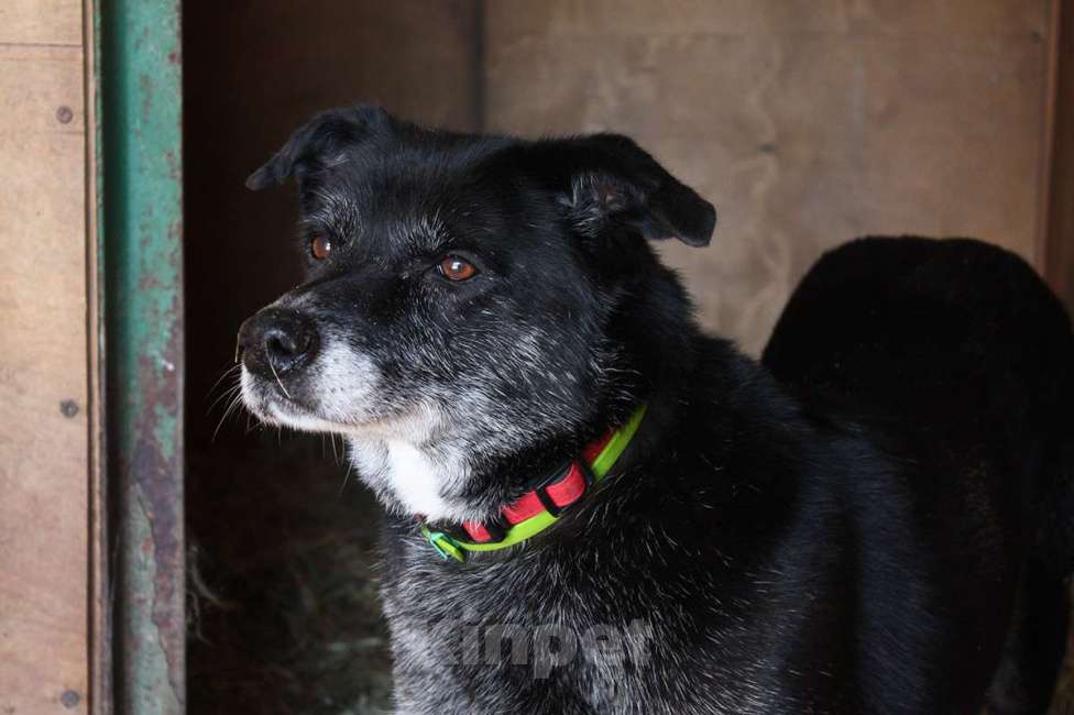 Собаки в Москве: Лина Девочка, Бесплатно - фото 3