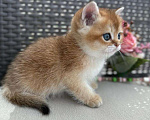Кошки в Владивостоке: Британский котенок. Замечательный мальчик Мальчик, 90 000 руб. - фото 4