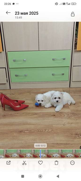 Собаки в Москве: Бишон фризе щенки  Девочка, 47 000 руб. - фото 2