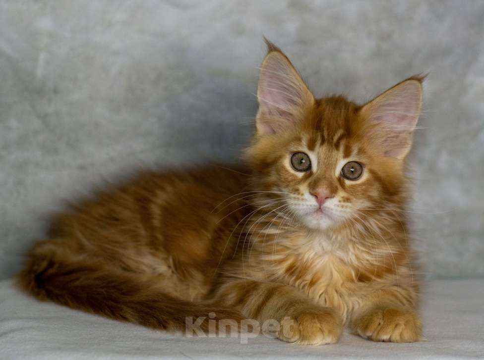 Кошки в Красноярске: Котенок Мейн-Кун Разнополые, 45 000 руб. - фото 2