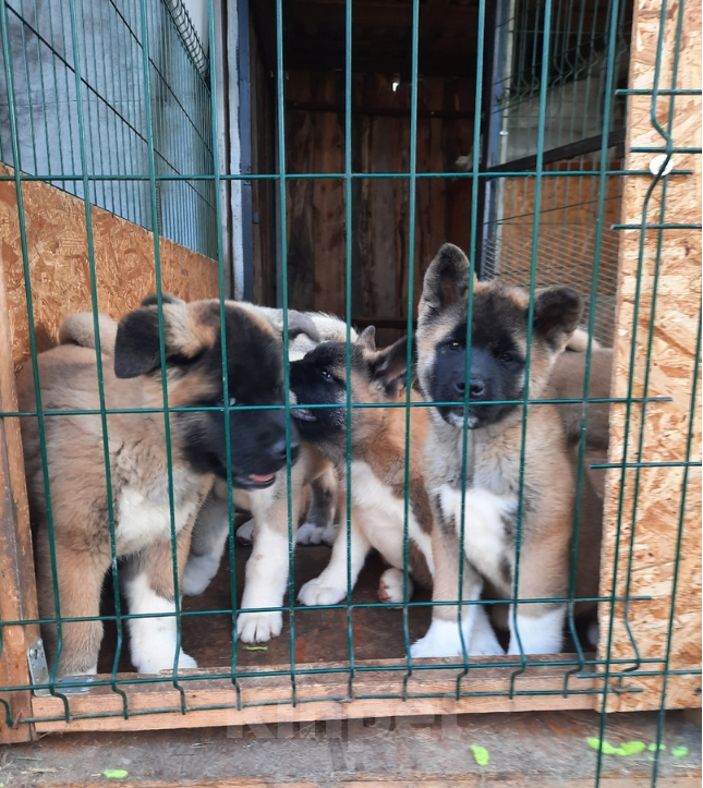 Собаки в Москве: Щенки американской акиты Девочка, 50 руб. - фото 3