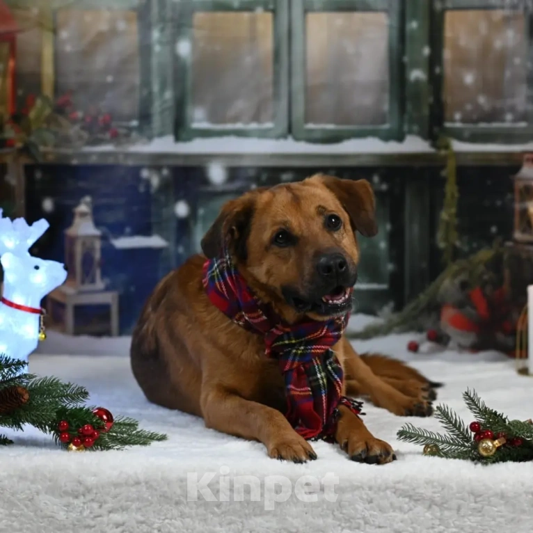 Собаки в других городах Московской области: Тайф - большой ребёнок  Мальчик, 1 руб. - фото 3