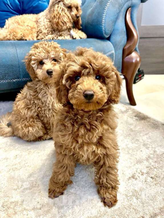 Собаки в Санкт-Петербурге: Продаются щенки той пуделя !  Миниатюрная девочка , миниатюрный мальчик Девочка, 110 000 руб. - фото 2