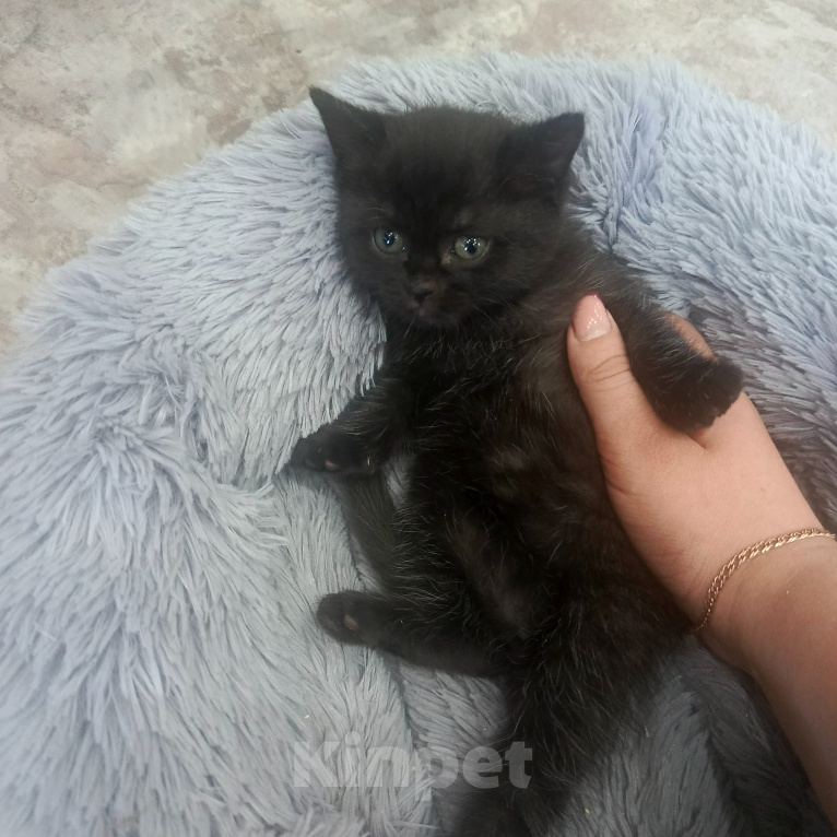 Кошки в Черемхово: Отдам в добрые руки 2 маленьких кошечек Девочка, Бесплатно - фото 2