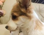 Собаки в других городах Краснодарского края: Великолепная девочка корги Девочка, 50 000 руб. - фото 2