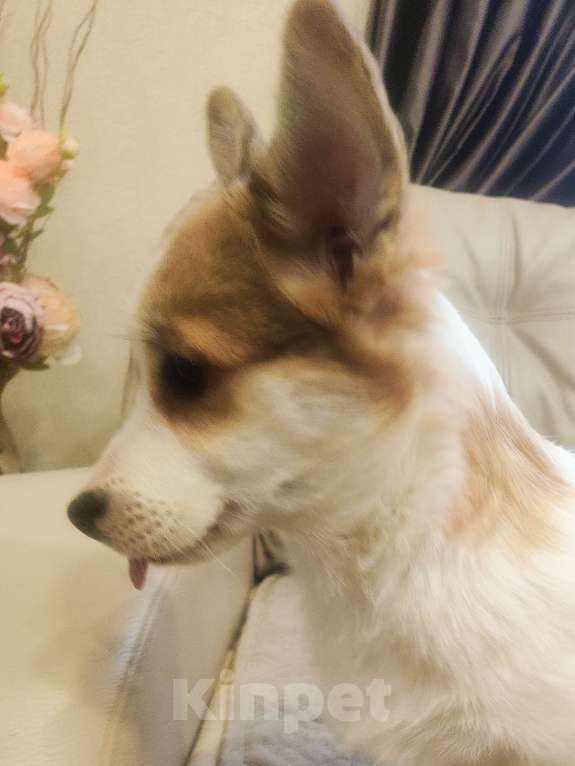 Собаки в других городах Краснодарского края: Великолепная девочка корги Девочка, 50 000 руб. - фото 2