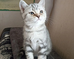 Кошки в Москве: Британский котёнок Девочка, 3 000 руб. - фото 8