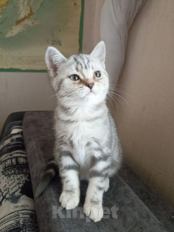 Кошки в Москве: Британский котёнок Девочка, 3 000 руб. - фото 8