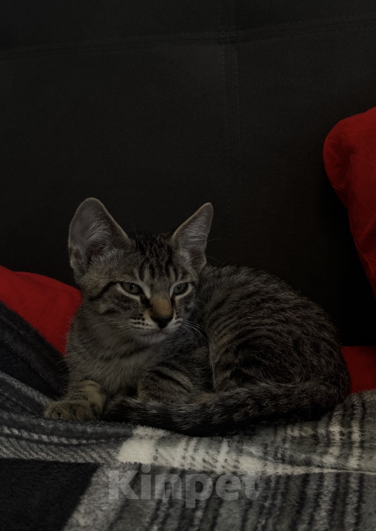 Кошки в Краснодаре: Отдам котенка в добрые руки 💕 Мальчик, Бесплатно - фото 3