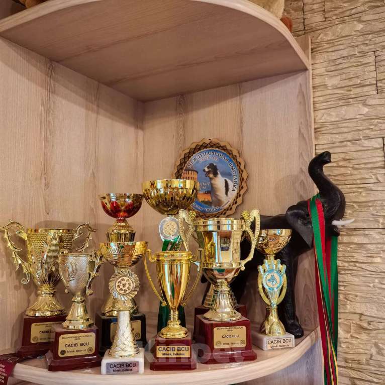 Собаки в Москве: Щенки чехословацкого влчака доступны для брони Девочка, 100 000 руб. - фото 5